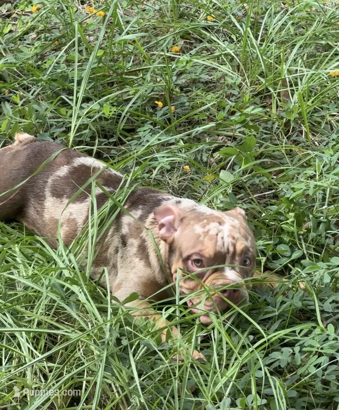 oreo  – American Bully puppy for sale in Eustis, FL