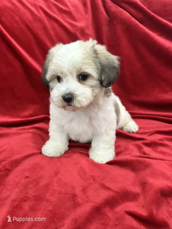 Polo – Shihpoo puppy for sale in Valencia, CA