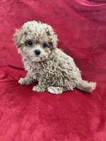 Valentino, a male Maltipoo for sale in Valencia, CA – 4 of 10