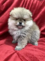 Adele, a female Pomeranian for sale in Valencia, CA – Photo 4 of 10