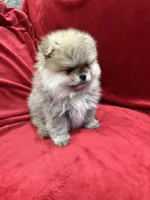 Adele, a female Pomeranian for sale in Valencia, CA – Photo 9 of 10