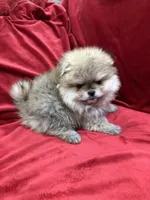 Adele, a female Pomeranian for sale in Valencia, CA – Photo 7 of 10