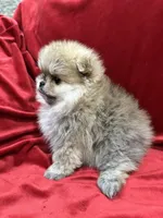 Adele, a female Pomeranian for sale in Valencia, CA – Photo 6 of 10