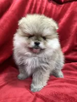 Adele, a female Pomeranian for sale in Valencia, CA – Photo 2 of 10