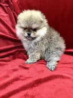 Adele, a female Pomeranian for sale in Valencia, CA – Photo 10 of 10