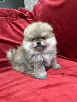 Adele, a female Pomeranian for sale in Valencia, CA – Photo 8 of 10