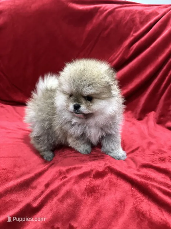 Adele – Pomeranian puppy for sale in Valencia, CA