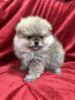 Adele, a female Pomeranian for sale in Valencia, CA – Photo 3 of 10