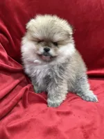 Adele, a female Pomeranian for sale in Valencia, CA – Photo 5 of 10