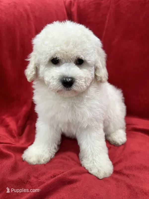 Katty – Maltipoo puppy for sale in Valencia, CA