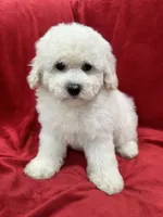 Katty, a female Maltipoo for sale in Valencia, CA – 1 of 9