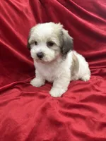 Polo, a male Shihpoo for sale in Valencia, CA – 2 of 10