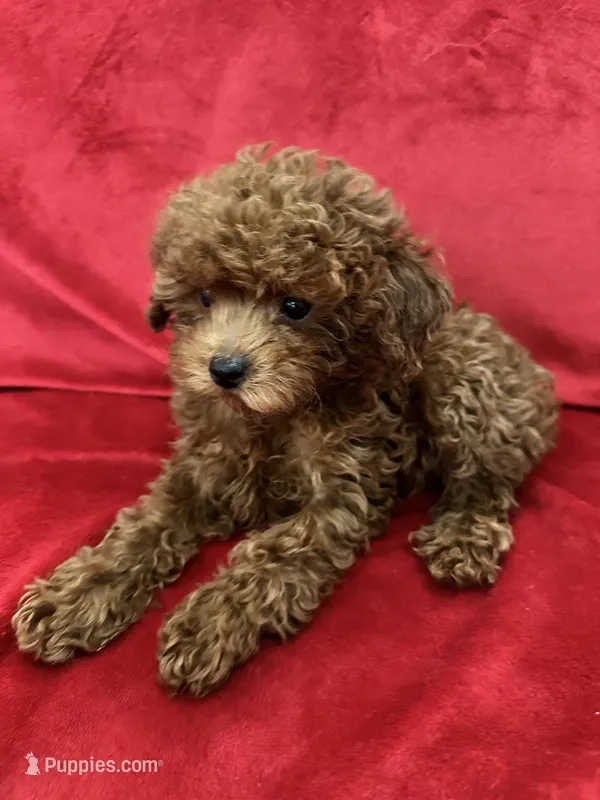 Cooper – Poodle - Toy  puppy for sale in Valencia, CA