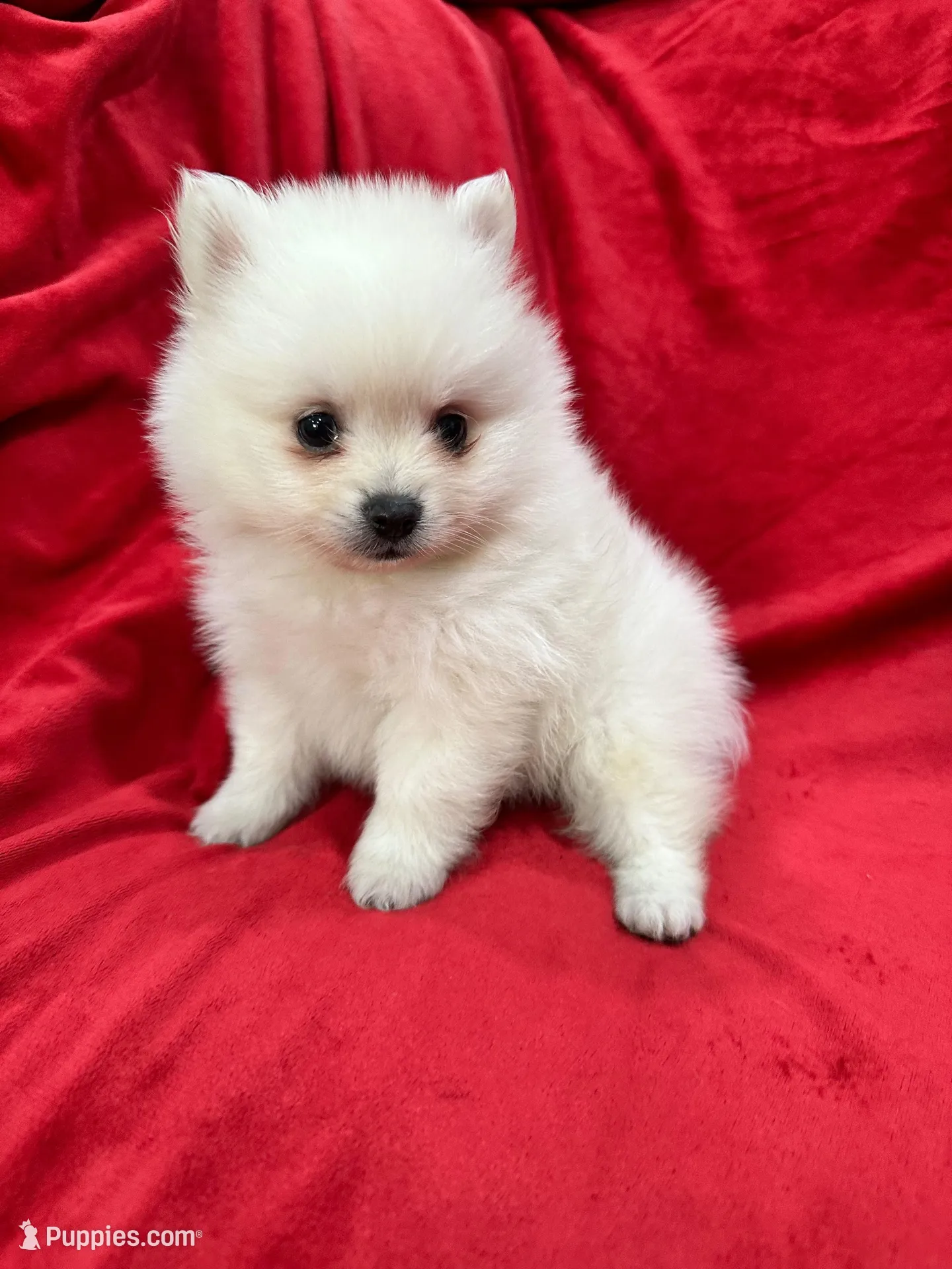Milo, a male Pomeranian for sale in Valencia, CA – 2 of 10
