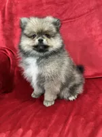 Coco, a male Pomeranian for sale in Valencia, CA – 9 of 10