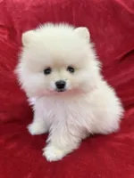 Benji, a male Pomeranian for sale in Valencia, CA – 5 of 10