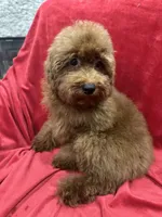 Sammy, a male Poodle - Toy  for sale in Valencia, CA – 9 of 10