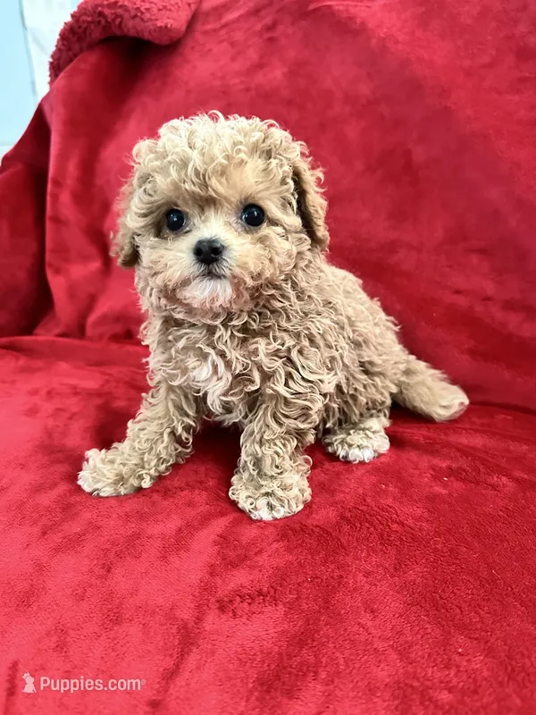 Valentino – Maltipoo puppy for sale in Valencia, CA
