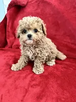 Valentino, a male Maltipoo for sale in Valencia, CA – 1 of 10