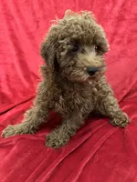 Theo, a male Poodle - Toy  for sale in Valencia, CA – 6 of 10
