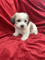 Fiona, a female Shihpoo for sale in Valencia, CA – 8 of 10