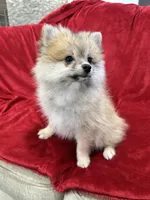 Bella, a female Pomeranian for sale in Valencia, CA – 5 of 10