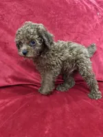 Polo, a male Poodle - Toy  for sale in Valencia, CA – 7 of 10