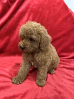 Ruby, a female Poodle - Toy  for sale in Valencia, CA – 5 of 10