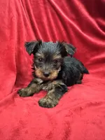 Axel, a male Yorkshire Terrier for sale in Valencia, CA – 6 of 10