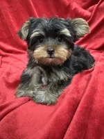Theo, a male Yorkshire Terrier for sale in Valencia, CA – 2 of 10