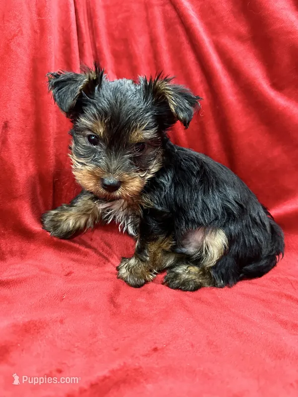 Axel – Yorkshire Terrier puppy for sale in Valencia, CA