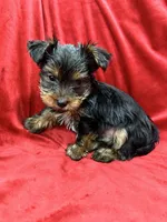 Axel, a male Yorkshire Terrier for sale in Valencia, CA – 1 of 10
