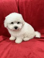 Nina , a female Maltipoo for sale in Valencia, CA – 3 of 9