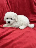 Katty, a female Maltipoo for sale in Valencia, CA – 3 of 9