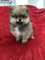 Coco, a male Pomeranian for sale in Valencia, CA – 5 of 10