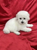 Luna, a female Maltipoo for sale in Valencia, CA – 5 of 10