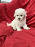Luna, a female Maltipoo for sale in Valencia, CA – 3 of 10