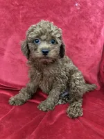 Polo, a male Poodle - Toy  for sale in Valencia, CA – 10 of 10