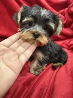 Mila, a female Yorkshire Terrier for sale in Valencia, CA – 4 of 9