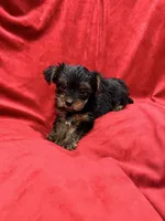 Alex, a male Yorkshire Terrier for sale in Valencia, CA – 4 of 9
