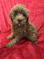 Theo, a male Poodle - Toy  for sale in Valencia, CA – 5 of 10