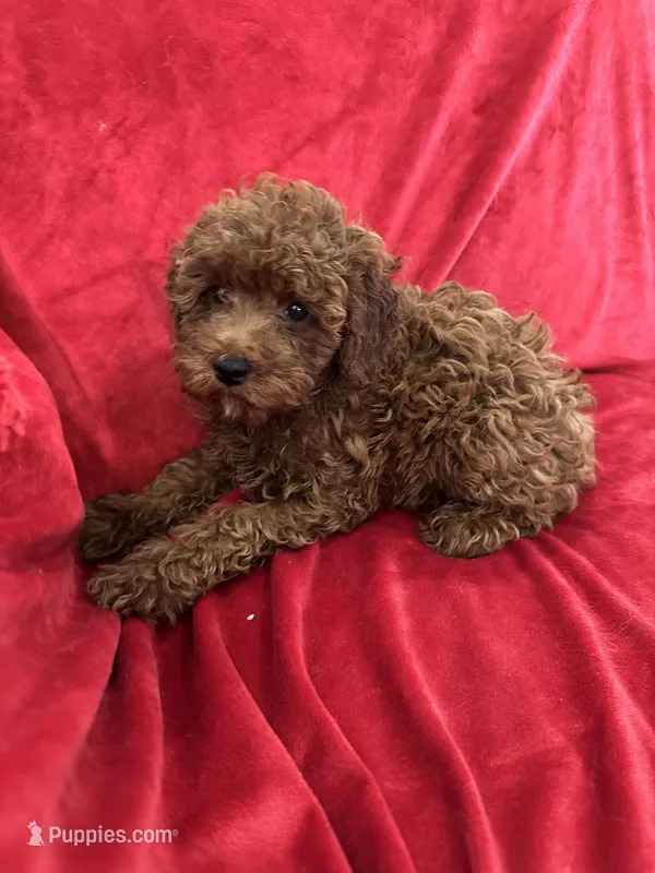 Theo – Poodle - Toy  puppy for sale in Valencia, CA