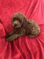 Theo, a male Poodle - Toy  for sale in Valencia, CA – 1 of 10