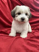 Polo, a male Shihpoo for sale in Valencia, CA – 8 of 10