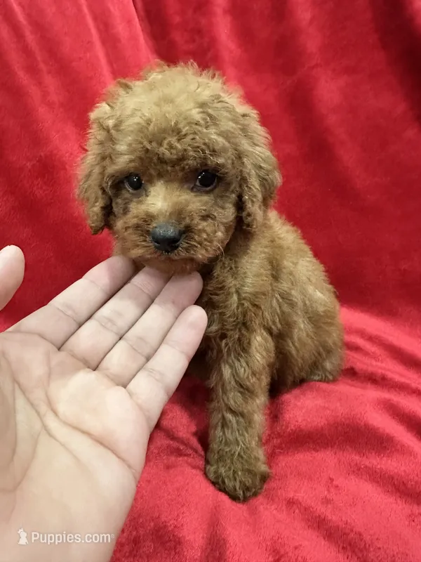 Gina – Poodle - Toy  puppy for sale in Valencia, CA