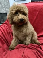 Theo, a male Poodle - Toy  for sale in Valencia, CA – 6 of 9