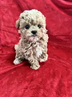 Cooper , a male Maltipoo for sale in Valencia, CA – 10 of 10