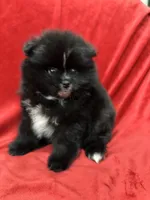 Linda, a female Pomeranian for sale in Valencia, CA – Photo 2 of 10