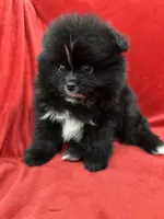 Linda, a female Pomeranian for sale in Valencia, CA – Photo 5 of 10