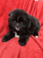 Linda, a female Pomeranian for sale in Valencia, CA – Photo 8 of 10